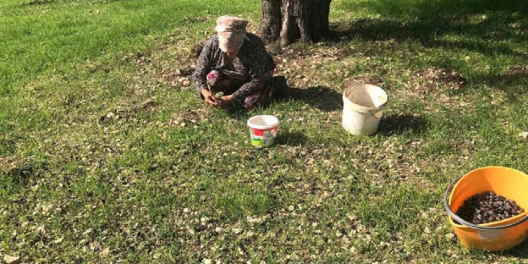 Doğanın sunduğu lezzet özenle toplanıyor! Özel Furma Zeytininde hasat heyecanı: İşlem görmeden, tazecik tüketiliyor 1